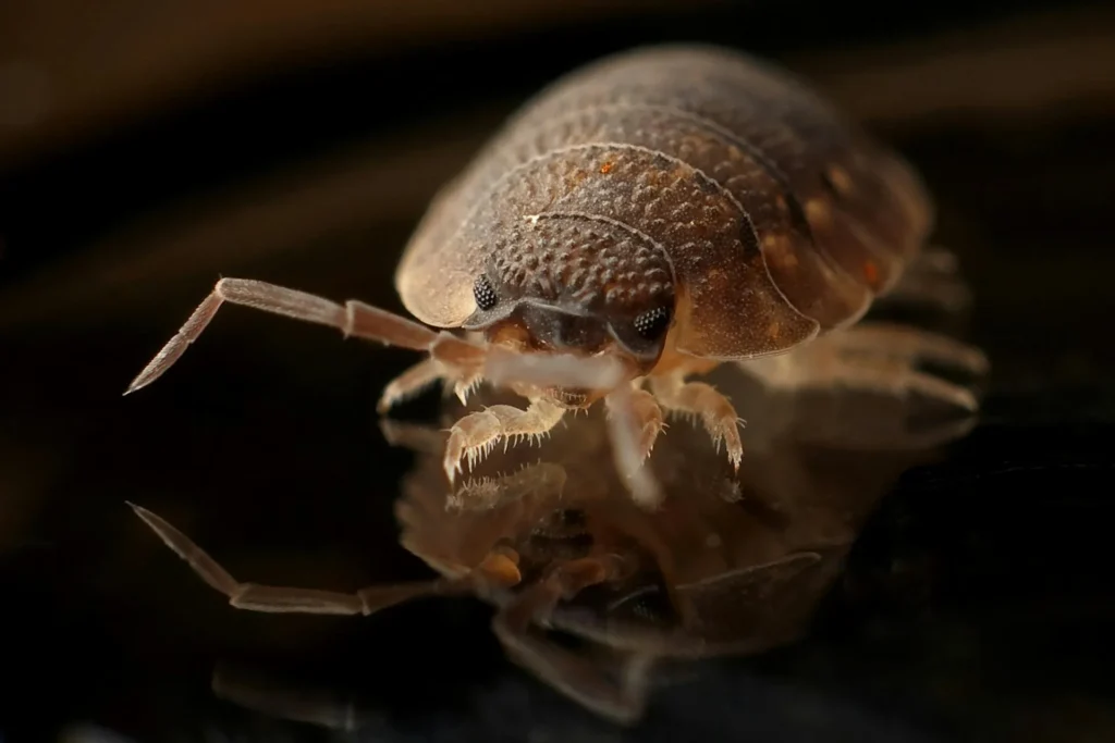 Bed-Bug-Treatment - Sicklerville Pest Control Pros | Sicklerville, NJ | 856-856-2775